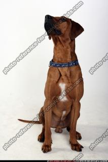 dog-rr-miscellaneous