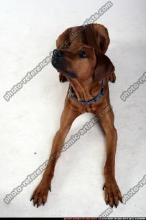 dog-rr-miscellaneous