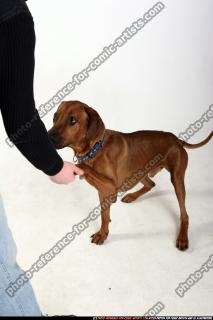 dog-rr-miscellaneous