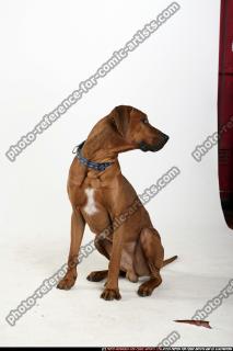 dog-rr-miscellaneous