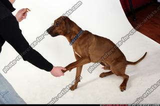 dog-rr-miscellaneous