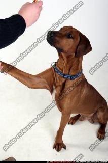 dog-rr-miscellaneous