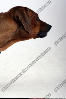 dog-rr-miscellaneous