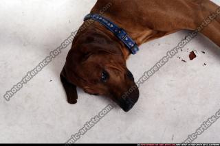 dog-rr-miscellaneous