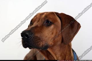 dog-rr-miscellaneous