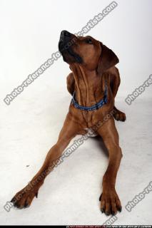 dog-rr-miscellaneous