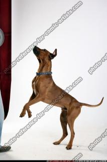 dog-rr-miscellaneous