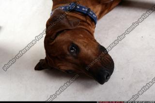 dog-rr-miscellaneous